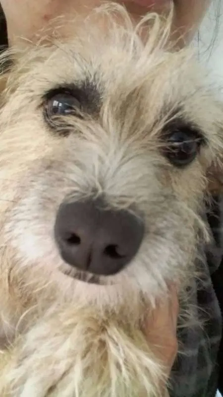 Cachorro ra a Vira Lata idade 1 ano nome Nina