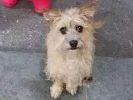 Cachorro ra a Vira Lata idade 1 ano nome Nina