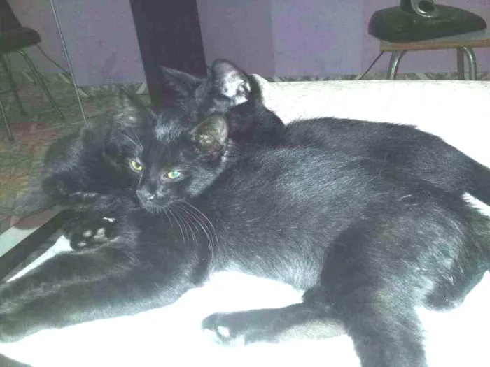 Gato ra a Não sei idade 2 a 6 meses nome Não tem
