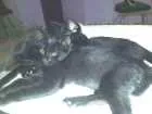 Gato raça Não sei idade 2 a 6 meses nome Não tem