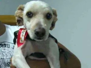 Cachorro raça Vira Lata idade 3 anos nome Gil