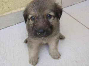 Cachorro raça SRD idade Abaixo de 2 meses nome Sem nome