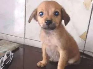 Cachorro raça Vira-Lata idade Abaixo de 2 meses nome Menino