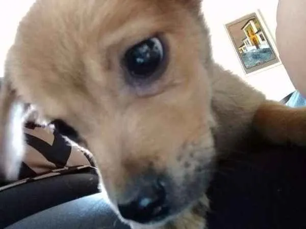 Cachorro ra a Vira-Lata idade Abaixo de 2 meses nome Menino
