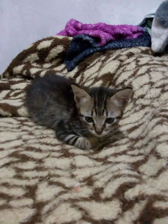 Gato raça  idade Abaixo de 2 meses nome Nao possui nome