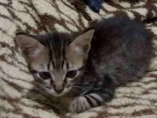 Gato raça  idade Abaixo de 2 meses nome Nao possui nome
