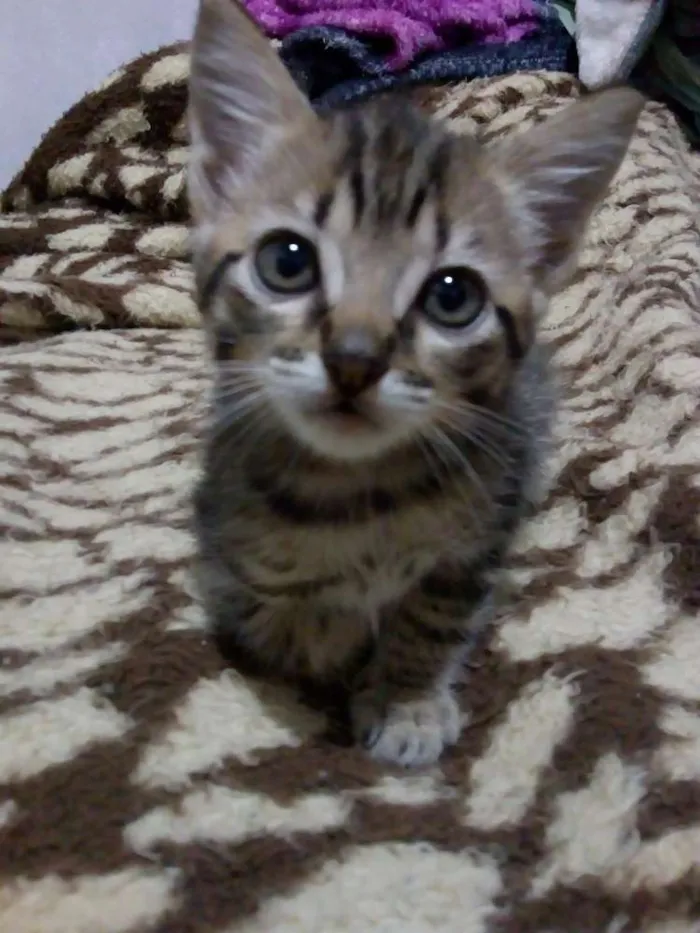 Gato raça  idade Abaixo de 2 meses nome Nao possui nome