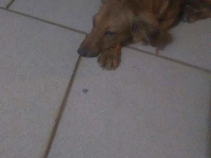 Cachorro ra a Indefinido idade 2 a 6 meses nome Dory 