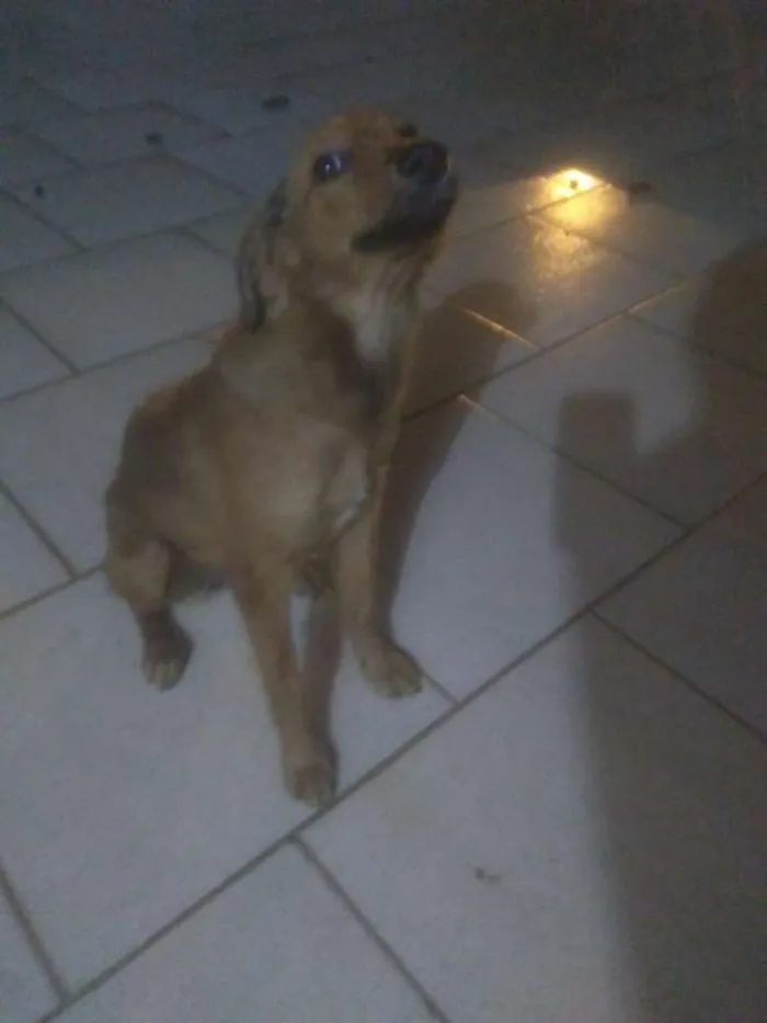 Cachorro ra a Indefinido idade 2 a 6 meses nome Dory 