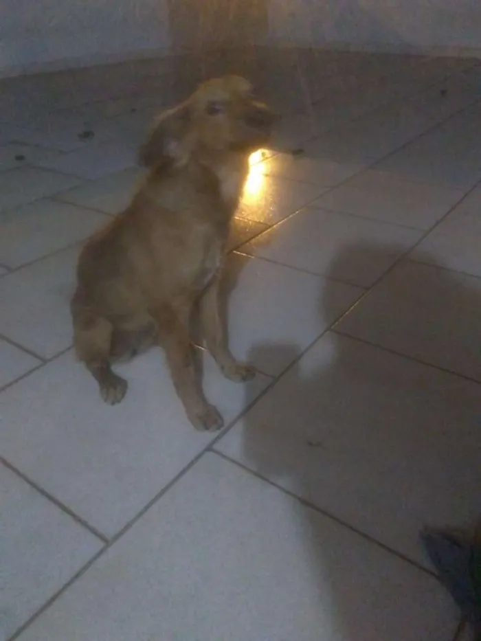 Cachorro ra a Indefinido idade 2 a 6 meses nome Dory 