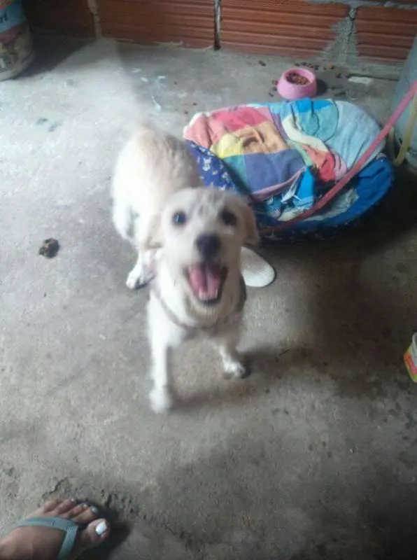 Cachorro raça Vira Lata idade 2 a 6 meses nome MEG