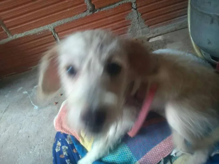 Cachorro raça Vira Lata idade 2 a 6 meses nome MEG