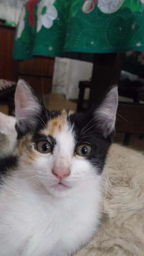 Gato ra a Sdr idade Abaixo de 2 meses nome Baby