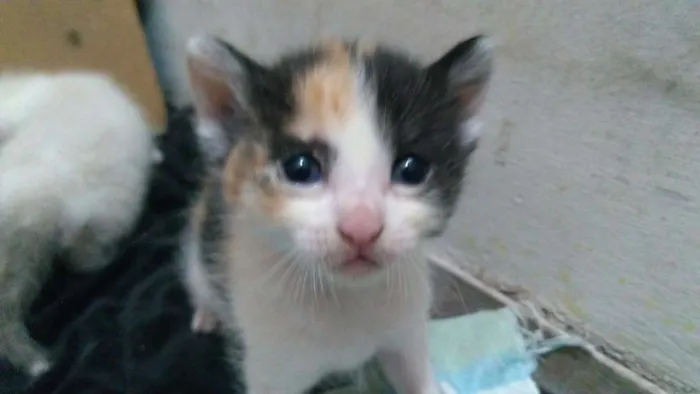 Gato ra a Sdr idade Abaixo de 2 meses nome Baby