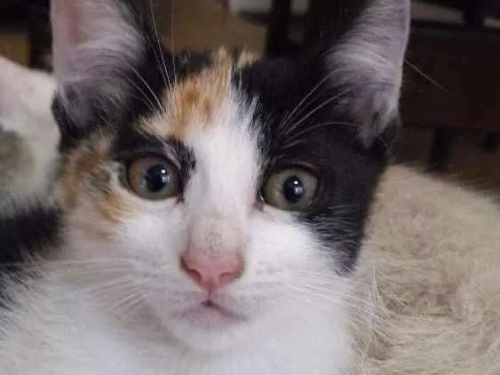 Gato ra a Sdr idade Abaixo de 2 meses nome Baby