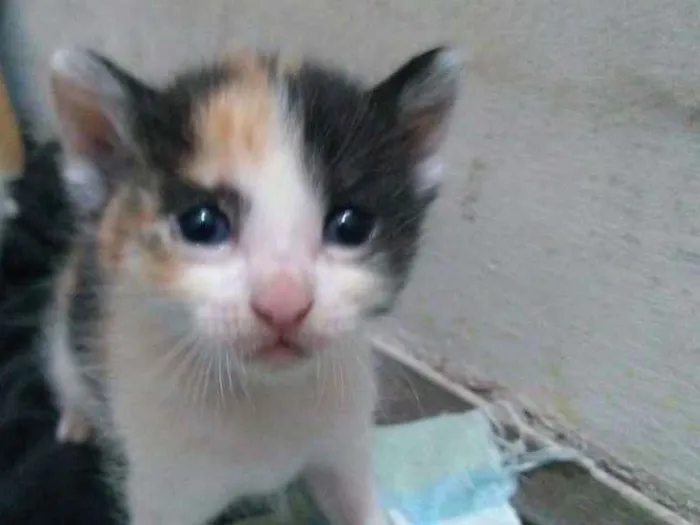 Gato ra a Sdr idade Abaixo de 2 meses nome Baby