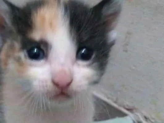Gato ra a Sdr idade Abaixo de 2 meses nome Baby