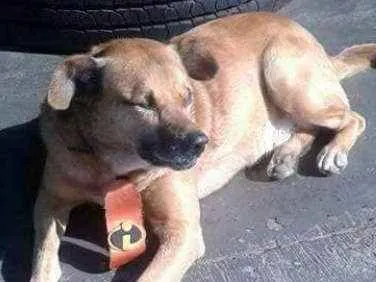 Cachorro ra a Srd idade 6 ou mais anos nome Nina e Borracha