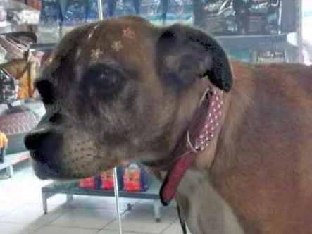 Cachorro ra a Srd idade 6 ou mais anos nome Nina e Borracha