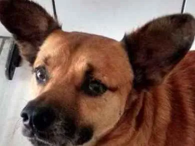 Cachorro ra a Srd idade 6 ou mais anos nome Nina e Borracha