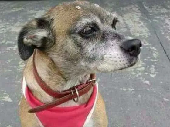 Cachorro ra a Srd idade 6 ou mais anos nome Nina e Borracha