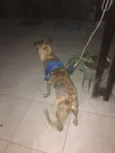 Boris