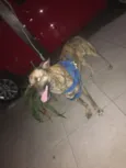 Boris