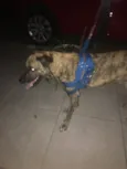 Boris