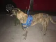 Boris