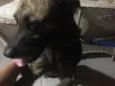 Boris