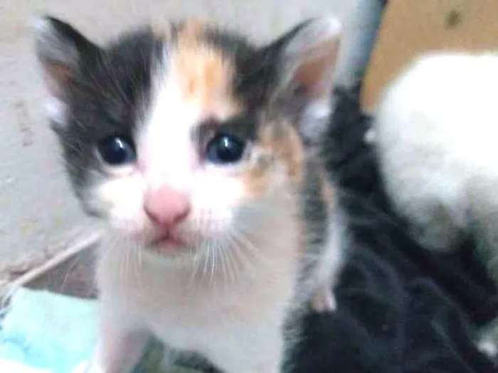 Gato ra a Sdr idade Abaixo de 2 meses nome Baby