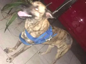 Cachorro raça Mista idade 2 anos nome Boris