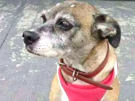Cachorro ra a Srd idade 6 ou mais anos nome Nina e Borracha
