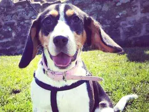 Cachorro ra a Beagle idade 1 ano nome Luna