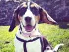 Cachorro raça Beagle idade 1 ano nome Luna