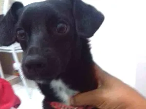 Cachorro raça Não especificada  idade 7 a 11 meses nome Nick