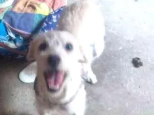 Cachorro raça Vira Lata idade 2 a 6 meses nome MEG