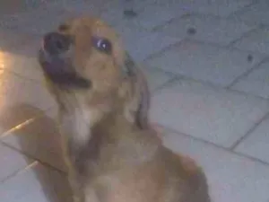 Cachorro raça Indefinido idade 2 a 6 meses nome Dory 