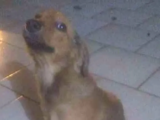 Cachorro ra a Indefinido idade 2 a 6 meses nome Dory 