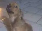 Cachorro raça Indefinido idade 2 a 6 meses nome Dory 