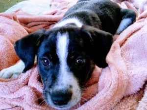 Cachorro raça  idade 2 a 6 meses nome Escolha do novo dono