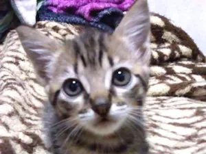 Gato raça  idade Abaixo de 2 meses nome Nao possui nome