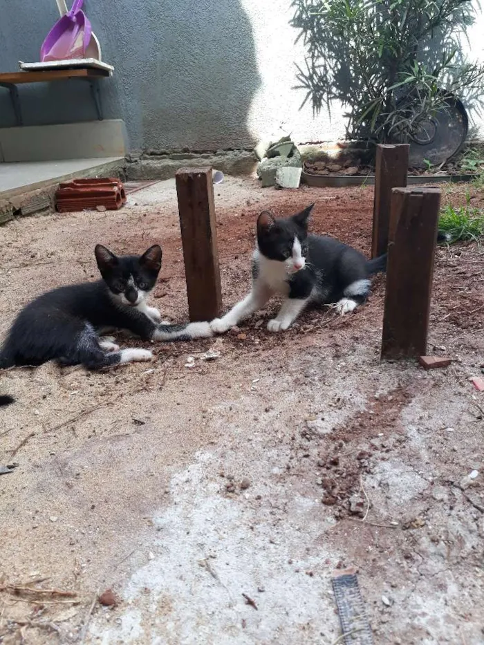 Gato ra a Vira-lata idade Abaixo de 2 meses nome Sem nome