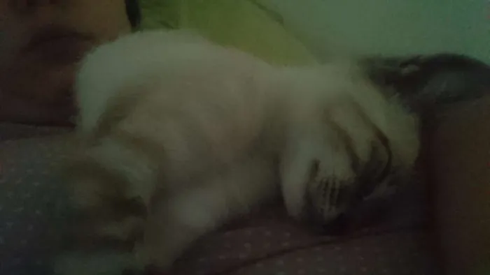 Gato ra a Vira-lata idade 2 a 6 meses nome Haroldo