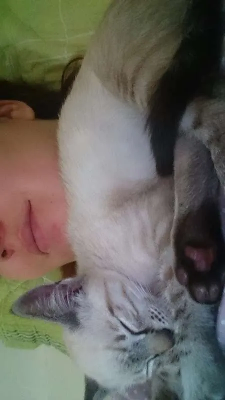 Gato ra a Vira-lata idade 2 a 6 meses nome Haroldo
