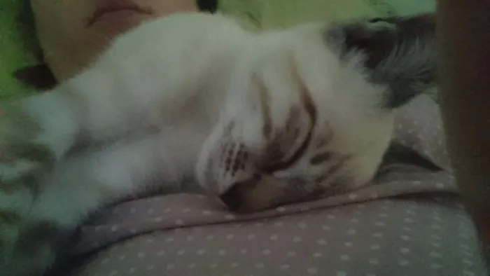 Gato ra a Vira-lata idade 2 a 6 meses nome Haroldo