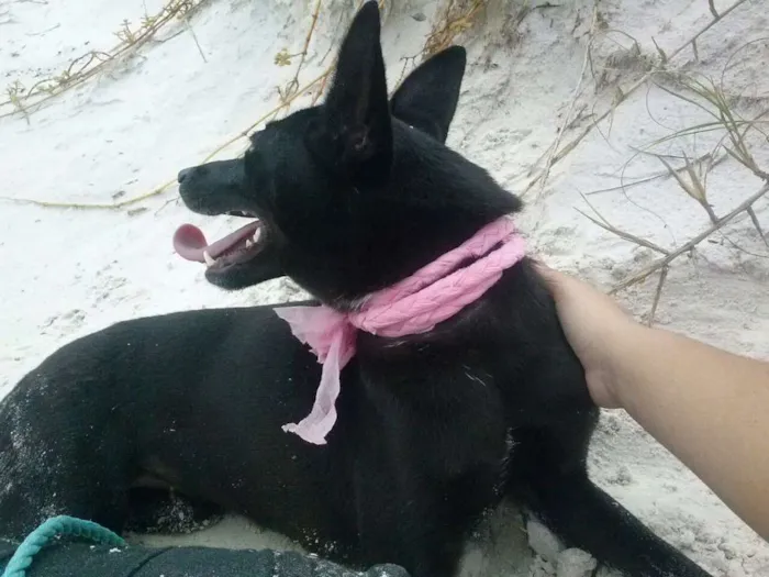 Cachorro ra a Viralata idade 1 ano nome Nina