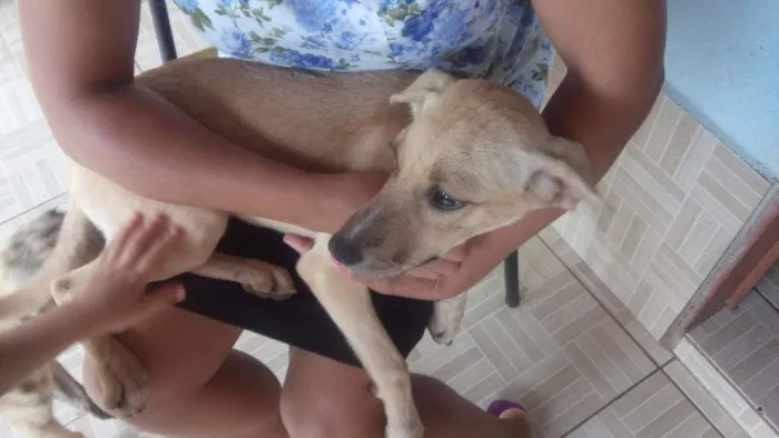 Cachorro ra a Vira-lata idade 2 a 6 meses nome  Branquinha 