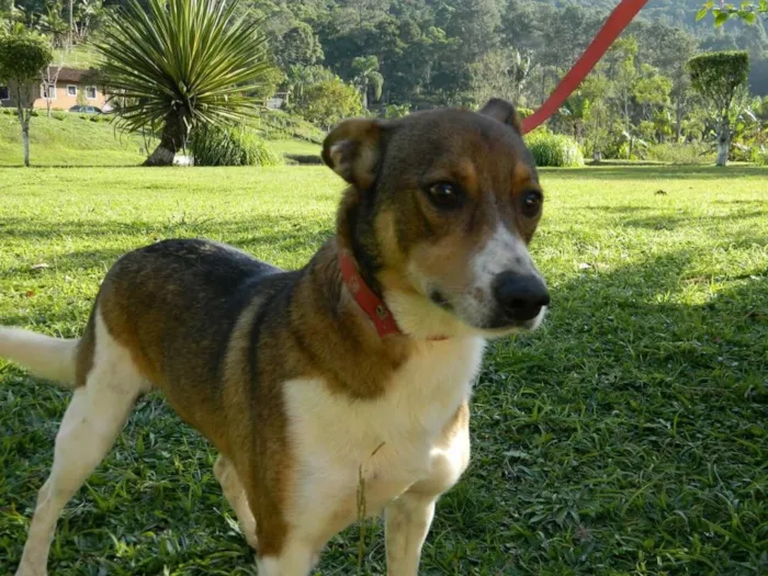 Cachorro ra a Srd  idade 4 anos nome Skoby 