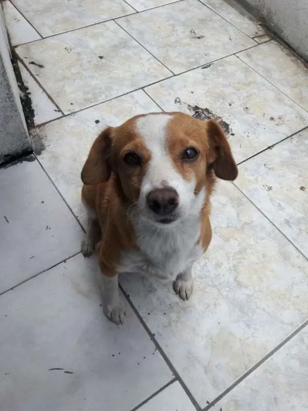 Cachorro ra a SRD idade 4 anos nome Menina